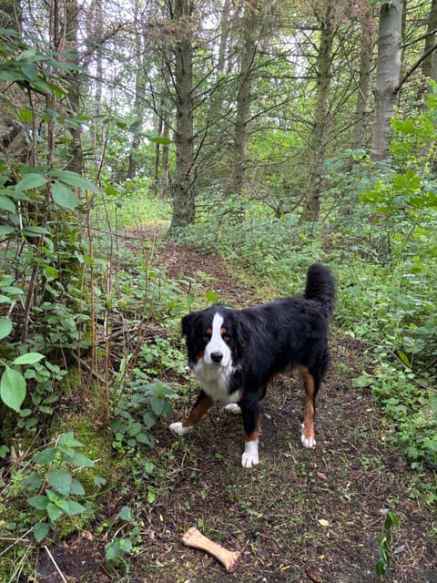 Natural landscape, Pets