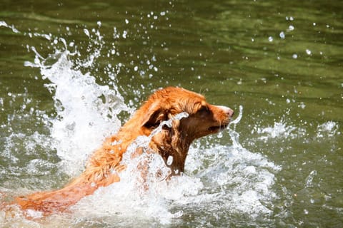 Camp Kyllburg Luxury tent in Rhineland-Palatinate