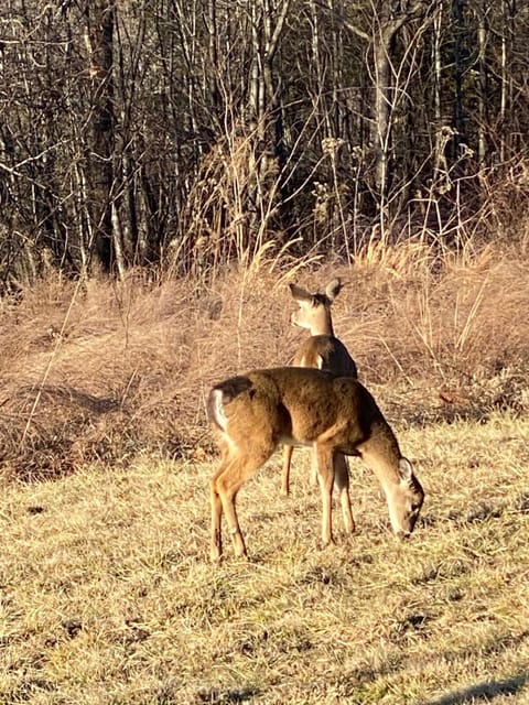 BRB - Cozy Bungalow at the Top of the Canyon House in Buffalo River