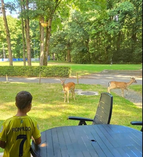 Vakantiebungalow BERK 1 House in Flanders
