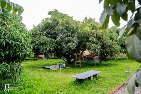 Day, Natural landscape, Garden