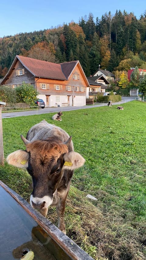 Property building, Animals