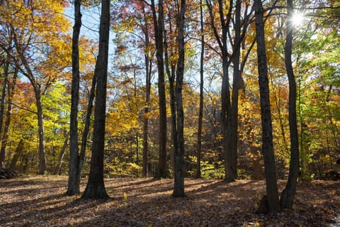 Natural landscape, View (from property/room)