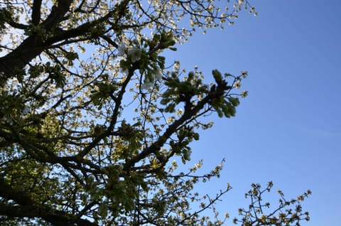 Hoeve BôThé - Vakantiewoning Apartment in Flanders