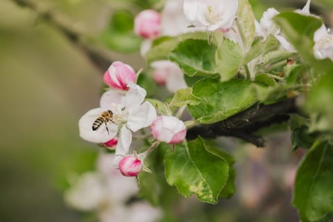 Gartenapart Apartment in Trentino-South Tyrol