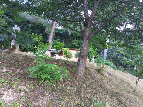 Day, Natural landscape, Garden, Garden view