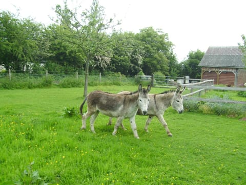 Chambre chez Corinne Bed and Breakfast in Normandy