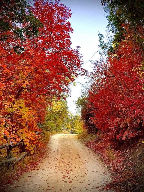 Quiet Canyon Starry Nights HappyOurs Ranch Bunk Family Home House in Glendale
