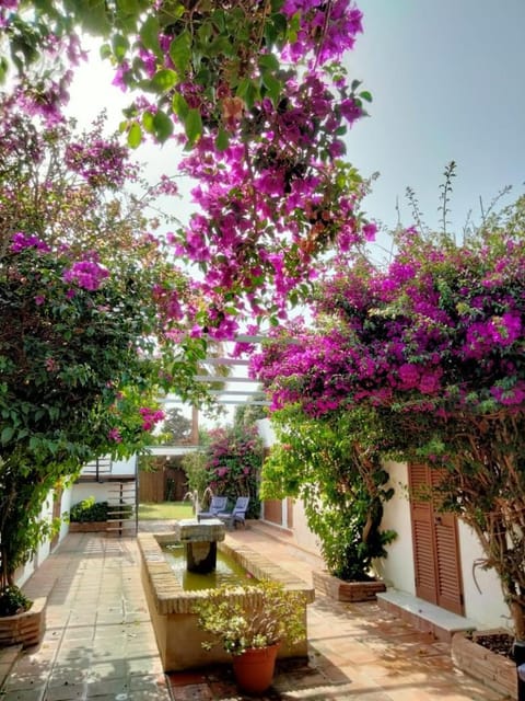 Day, Garden, Garden view