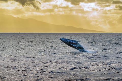 Island Sands 500, Breathtaking Ocean Views, Spacious Lanais, Renovated, Split AC House in Maalaea