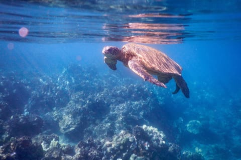 Lauloa 410 - Top Floor, Direct Ocean Front, Stunning Renovation, Wi-Fi, Split AC House in Maalaea