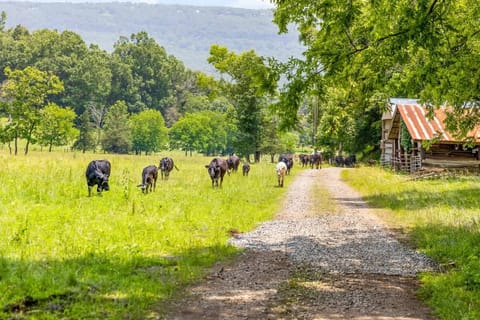Quail Run Farm House, 15 Mins to Chattanooga House in Chattanooga