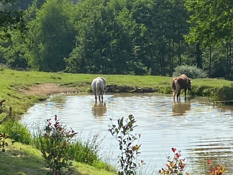Animals