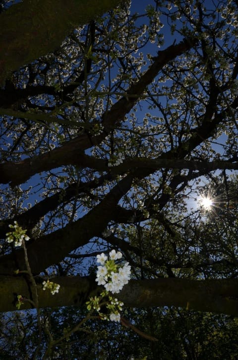 Hoeve BôThé - B&B Bed and Breakfast in Flanders