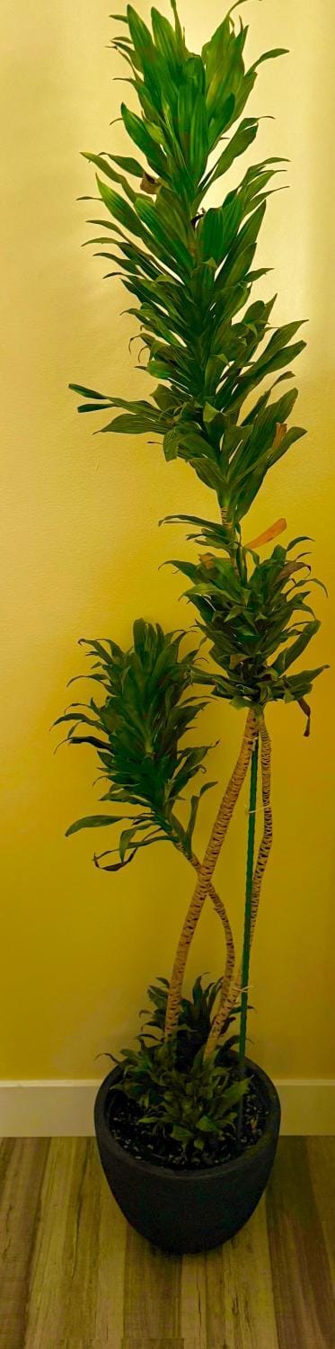 Entire home 4BR2B in Campbell close Netflix Los Gatos Villa in Campbell