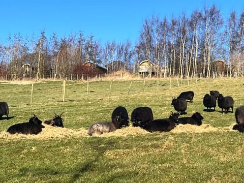 Grange Beck Farm Glamping Campground/ 
RV Resort in Craven District