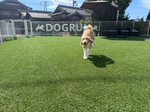 Pets, Garden view, Inner courtyard view