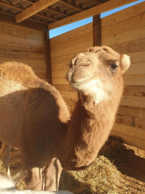 Ferme de Chiuni Farm Stay in Corsica