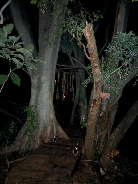 Shower, Night, Garden, Garden view
