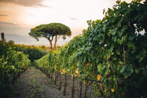 Spring, Natural landscape, Garden, Garden view, Landmark view