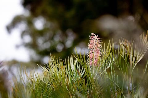 Bay of Fires Cottage House in Binalong Bay