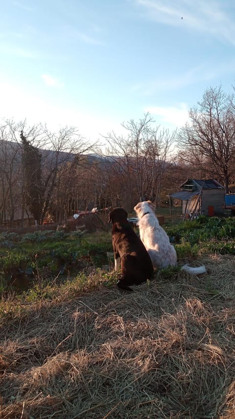 Agriturismo Becerca Vegan Farm Stay in Umbria