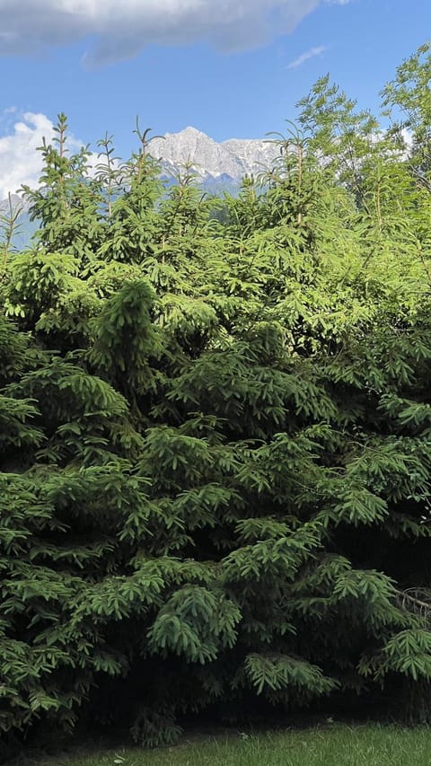 Ski & Bike Central Apartment Apartment in Tarvisio