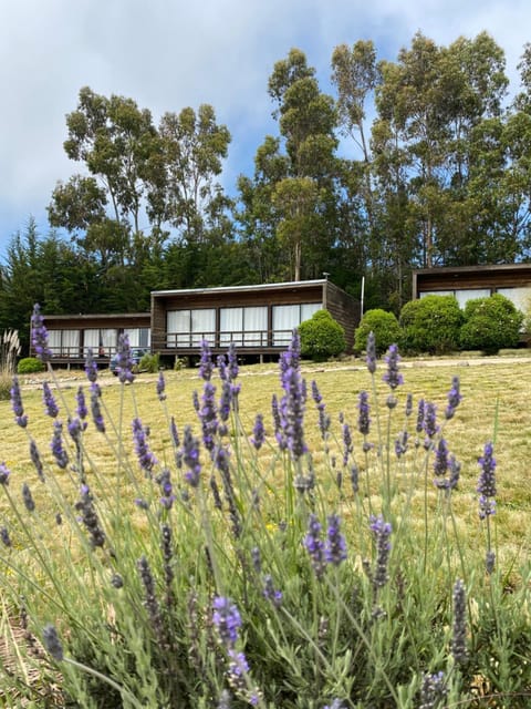 Spring, Natural landscape, Garden, Garden view