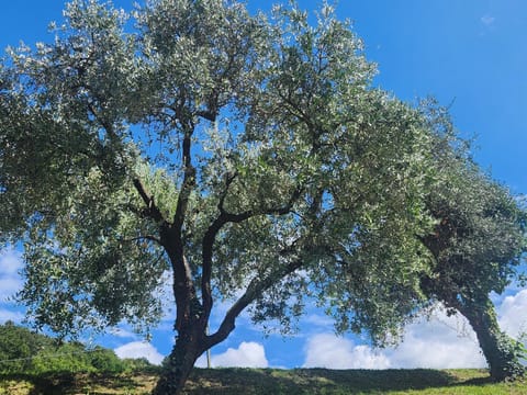 L' Oliva Nera House in Monte Isola