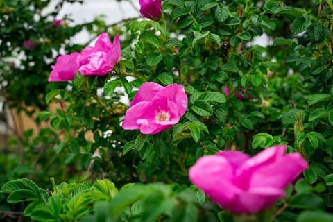 Historic Converted Barn Loft at Sobremesa Farm Apartment in Indiana