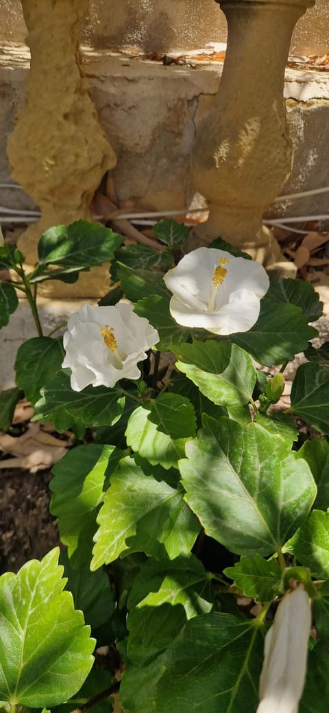 Villa Xemxija Apartment in Munxar