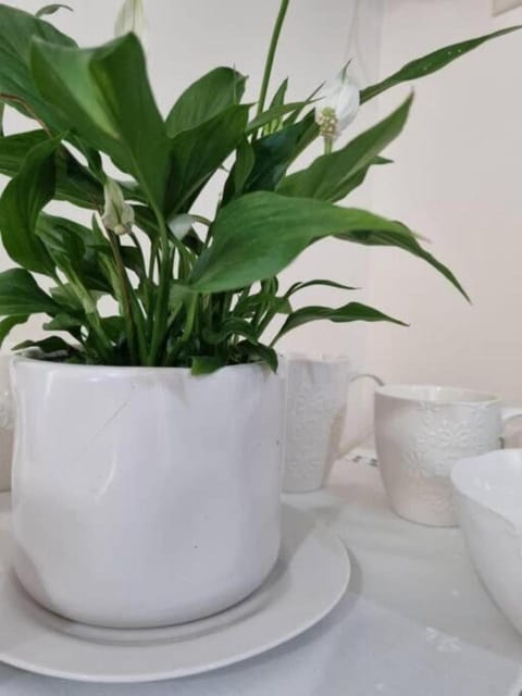 Cozy Studio Image Apartment in Lasithi