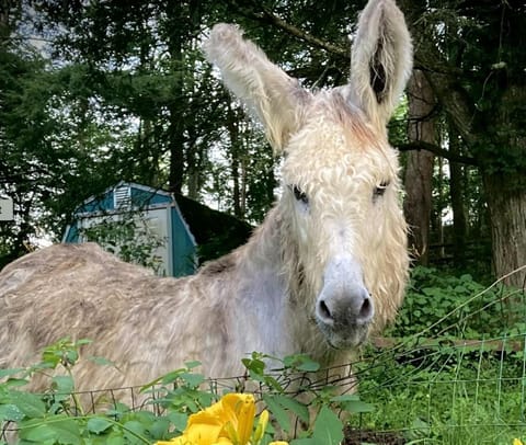 Cozy Studio Cabin Rental with Hot Tub Perfect for Glamping in Ohio Cabin in Laurel Township