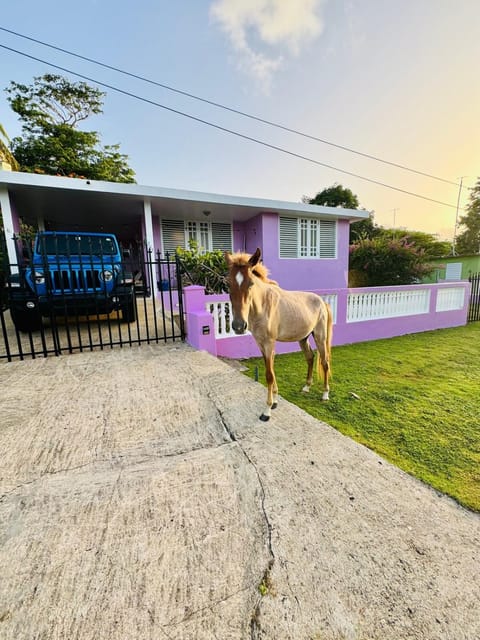 Property building, Facade/entrance, Animals