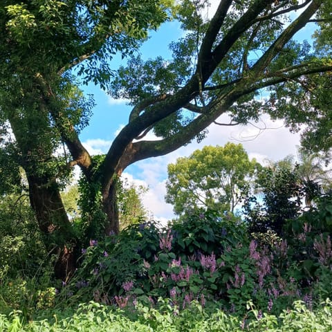 Garden view