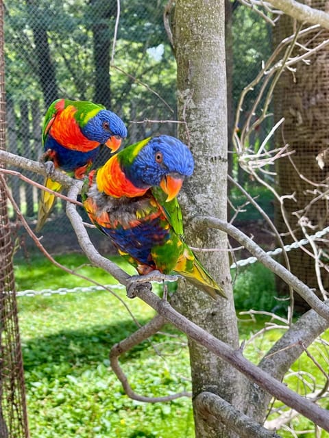 Other, Animals, Entertainment