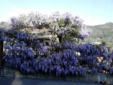 Casa IL GLICINE Apartment in Liguria