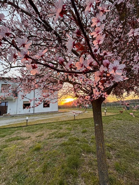 Property building, Natural landscape, Garden, Garden view