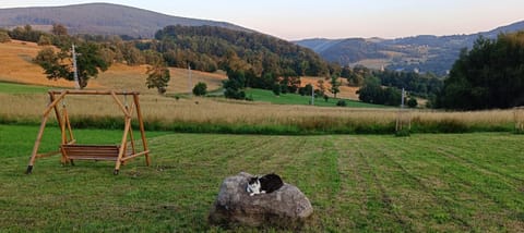 Day, Natural landscape, Pets, Mountain view
