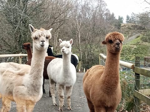 Shepherds hut on alpaca farm Luxury tent in Trawsfynydd