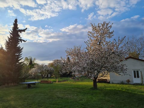 Garden, Table tennis, Garden view