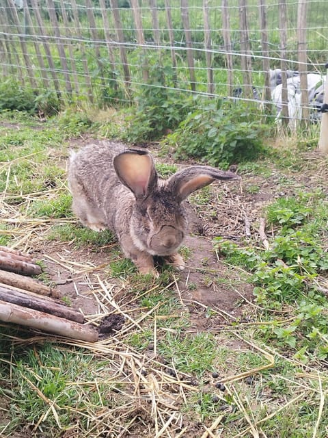 Magnolia House in Hauts-de-France