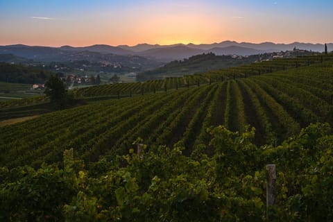 Arianna Suites Longevity Bed and Breakfast in Friuli-Venezia Giulia