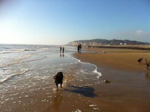 Natural landscape, Beach, Pets, group of guests