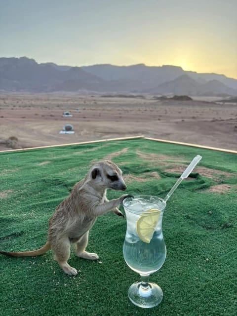 Minigolf, Animals