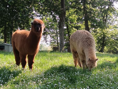 Mobil Home XXL 4 chambres - Camping La Hallerais Campground/
RV Resort in Brittany