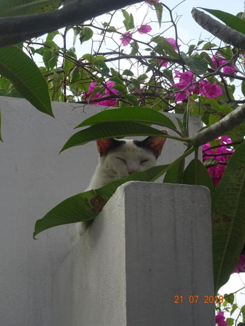 Villa Murni Villa in Bali