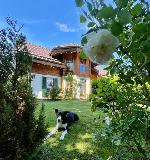 Garden, Garden, Pets, Garden view