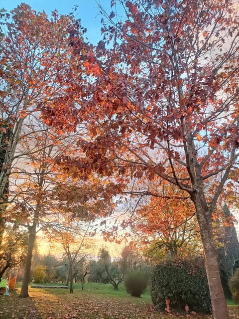 Natural landscape, Garden, Garden view