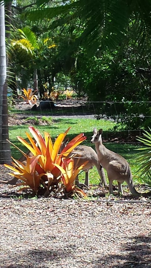 Animals
